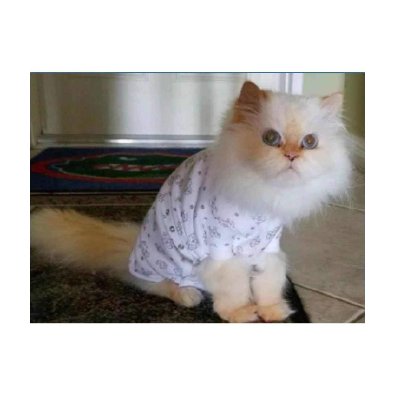 A white Persian cat is wearing the Cover Me by Tui Cat Cone Alternative in kitty print