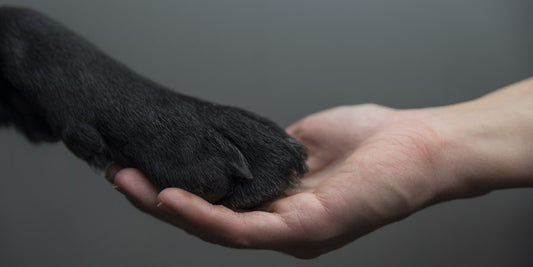 A black dog paw is on top of a human's hand