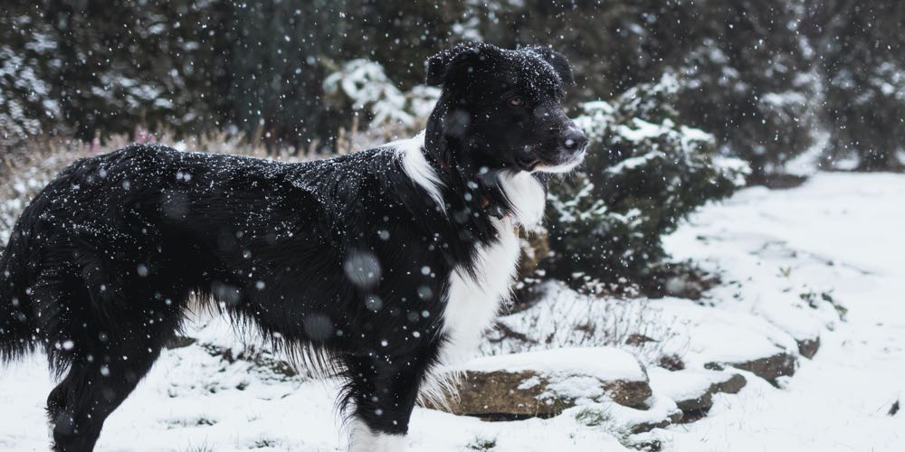 A border collie is standing outside while it is snowing