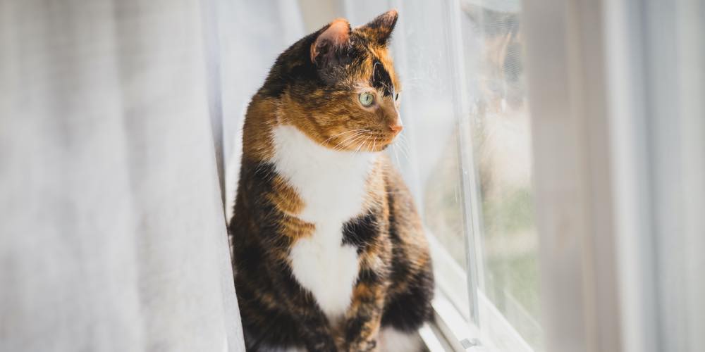 A calico cat is staring out a window in front of white blinds