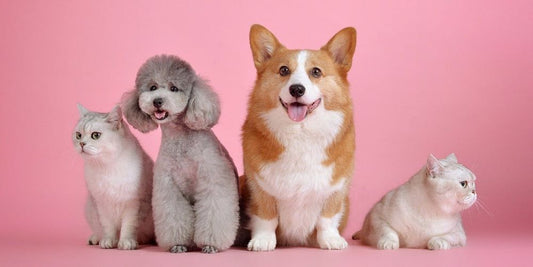 A Pembroke Welsh Corgi and Grey Toy Poodle are sitting next to cats in front of a pink background