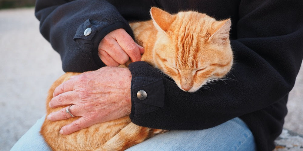 A ginger Tabby cat is sitting on a person's lap while being stroked