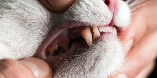 A human hand is pulling open a cat's lips and is exposing their teeth