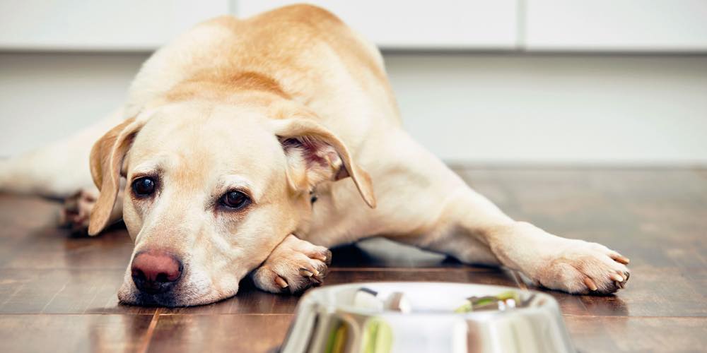 A Labrador retriever is laying on the floor behind a steel food bowl