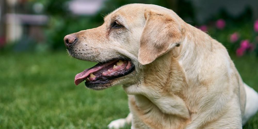 A Labrador retriever is laying on the grass and breathing with its mouth open exposing its tongue and teeth