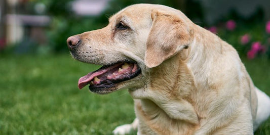 A Labrador retriever is laying on the grass and breathing with its mouth open exposing its tongue and teeth
