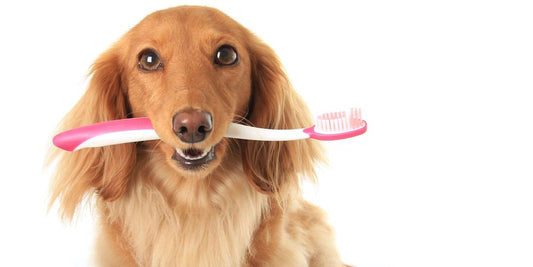 A long haired Dachshund is holding a pink and white toothbrush in its mouth
