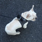 Instachew PETKIT Air Fly Dog Harness