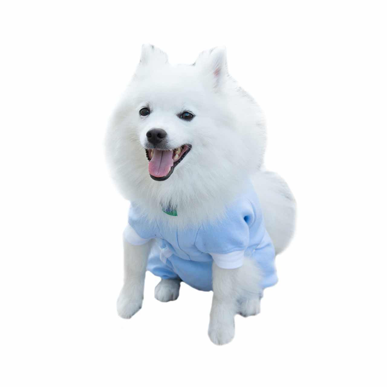 A Japanese Spitz wearing a blue Cover Me by Tui Dog Cone Alternative
