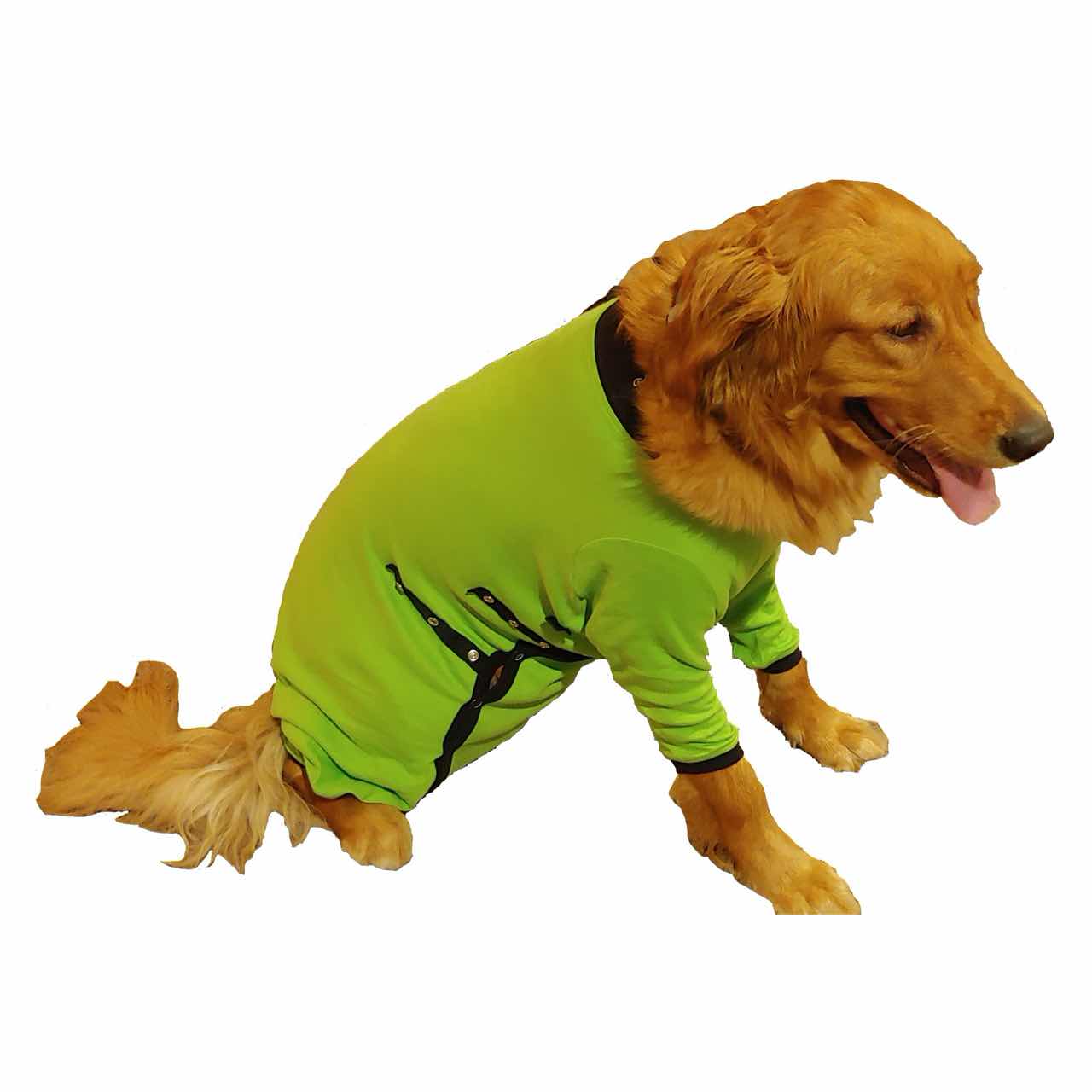 A Golden Retriever wearing a green Cover Me by Tui Dog Cone Alternative