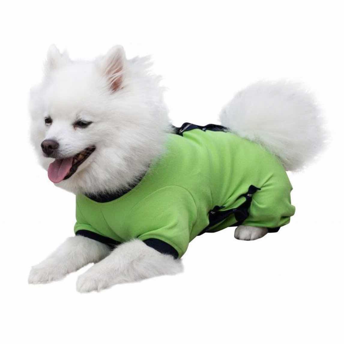 A Japanese Spitz wearing a green Cover Me by Tui Dog Cone Alternative