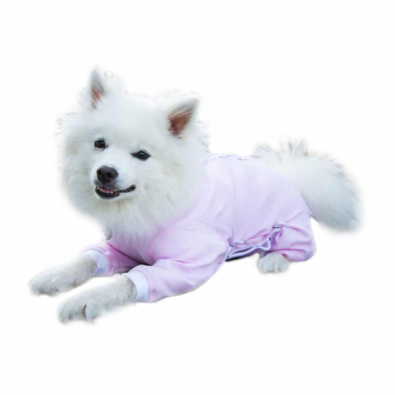 A Japanese Spitz wearing a pink Cover Me by Tui Dog Cone Alternative