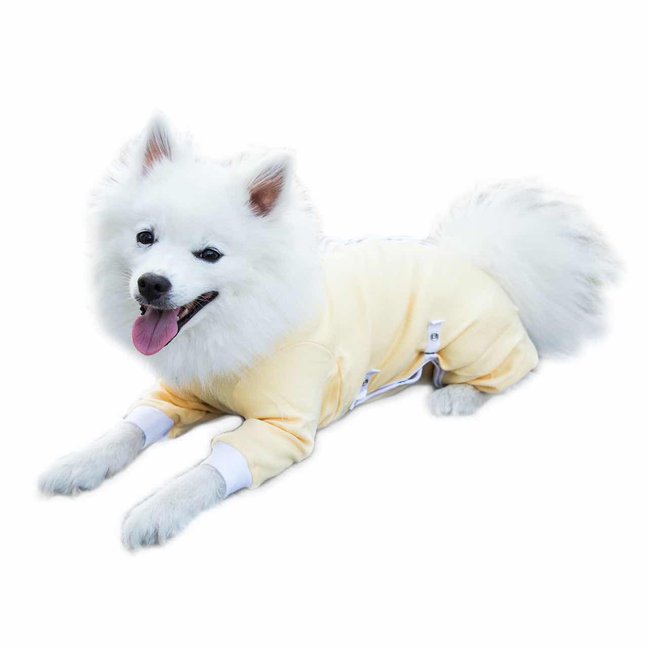 A Japanese Spitz wearing a yellow Cover Me by Tui Dog Cone Alternative